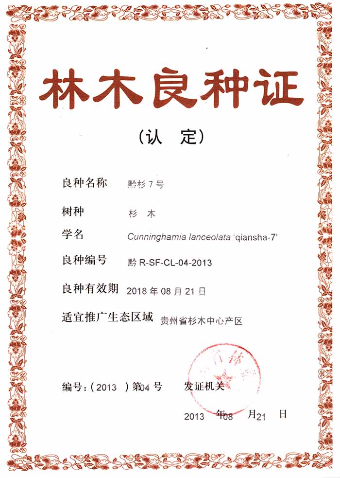 黔杉7号.jpg
